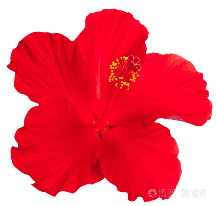 白色背景上的红色芙蓉