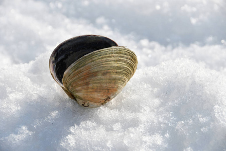 雪中尖刺的张开壳