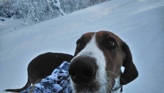 雪道上的狗。 芬兰猎犬在森林里。 美丽的冬季自然。 年轻健康的动物。