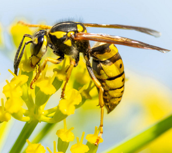 在一朵黄色的花上的昆虫黄蜂