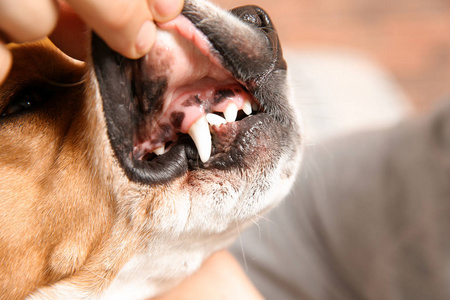 s teeth, closeup. Pet care