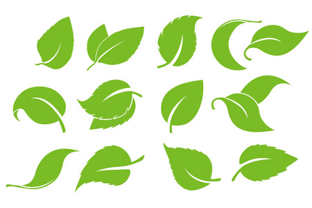 在白色背景上隔离的叶子图标向量集。各种形状的绿树和植物的绿叶。生态和生物标志的元素。一组绿叶设计元素