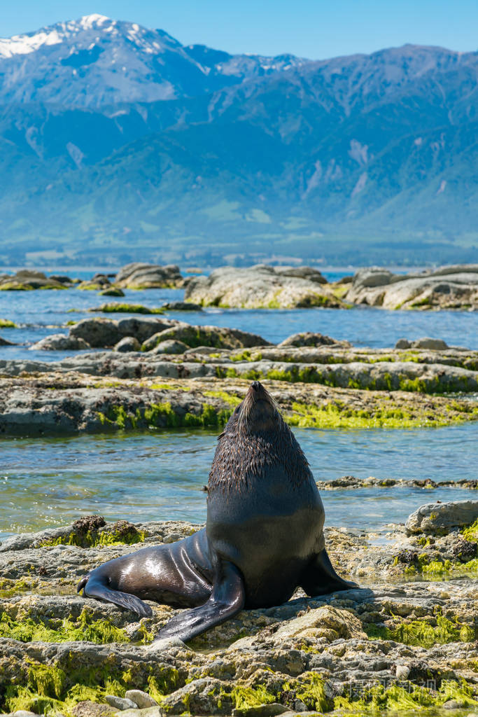 海岸天然海洋生物的可爱小海豹