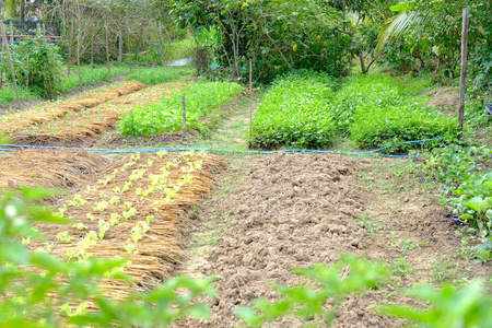 在农场生长的植物。 农田花园中可食种植园