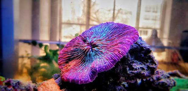 水族箱内有惊人的彩虹色的珊瑚