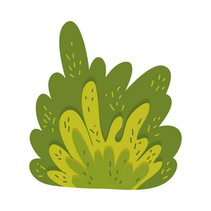 热带树叶矢量插图的天然灌木植物照片