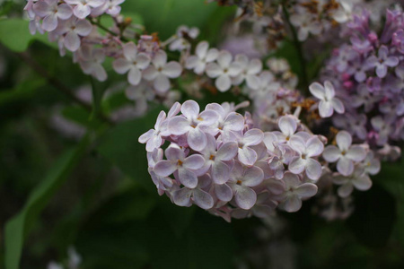 盛开的丁香花