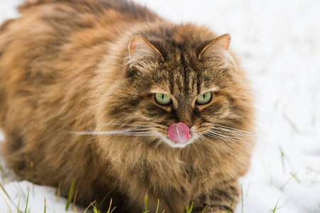 美丽的长头发的猫西伯利亚品种在花园里的冬天的时间, 舔嘴唇