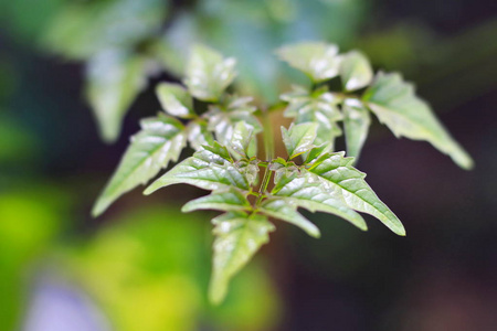 树木生长着开裂的幼叶，在花园里开花。