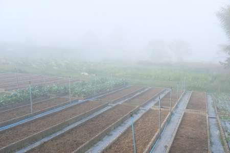  fog in vegetable garden. plantation in farm.