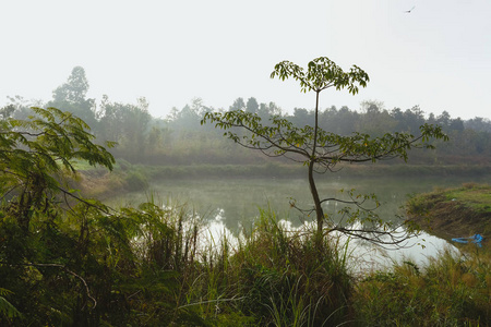  fog in the morning