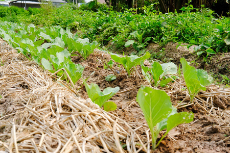 在农场生长的植物。 农田花园中可食种植园