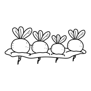 线状天然洋葱栽培种植种植产物示意图照片