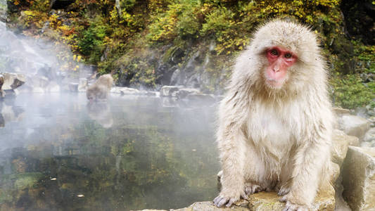吉高丹尼公园温泉中日本猕猴或雪猴的自然和野生动物概念
