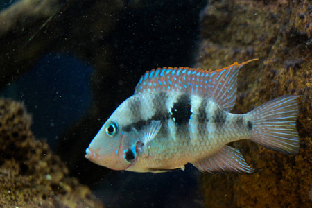 美丽的五颜六色的鱼在水族馆的环境中游泳