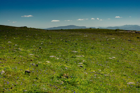 土耳其阿尔特文高地草地上的绿草
