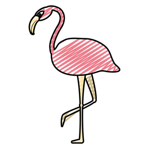 涂鸦热带佛兰芒美人鸟动物矢量插图