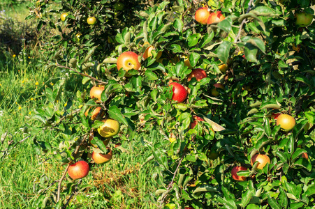 苹果花园。 树上成熟的苹果。 红苹果。