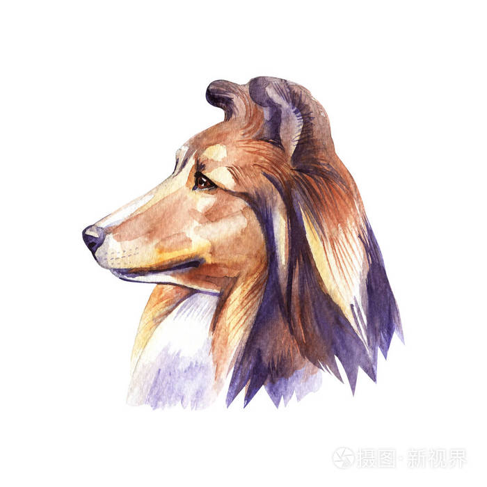 牧羊犬 人像狗 水彩画手画插图照片 正版商用图片18b7yi 摄图新视界 牧羊犬 人像狗 水彩画手画插图照片 正版商用图片18b7yi 摄图新视界