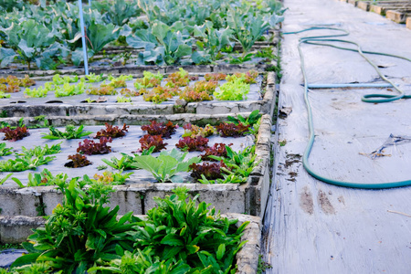 在农场生长的植物。 农田花园中可食种植园