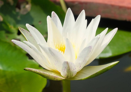 美丽的花，白色的睡莲或莲花和叶子的明亮和美丽。