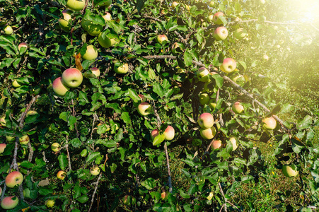 苹果花园。 树上成熟的苹果。 阳光的音符。