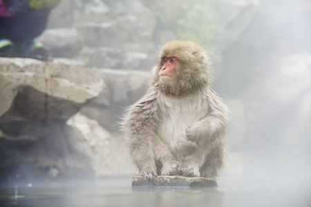 吉高丹尼公园温泉中日本猕猴或雪猴的自然和野生动物概念