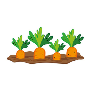 cagriculture天然胡萝卜栽培种植产品矢量图照片