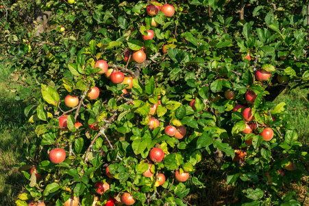 苹果花园。 树上成熟的苹果。 红苹果。