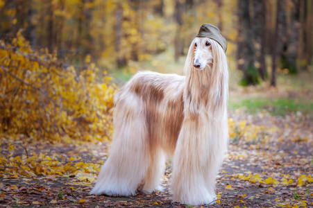 主人保护概念狗2月23日照片