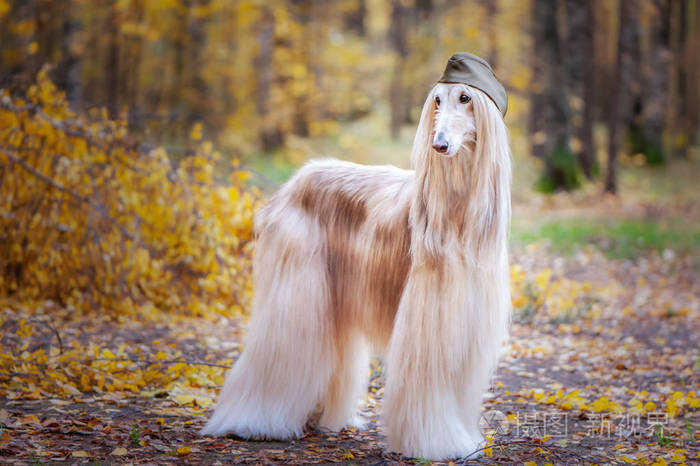 在秋天森林的背景下,两只时尚的阿富汗猎犬戴着军帽和田帽.
