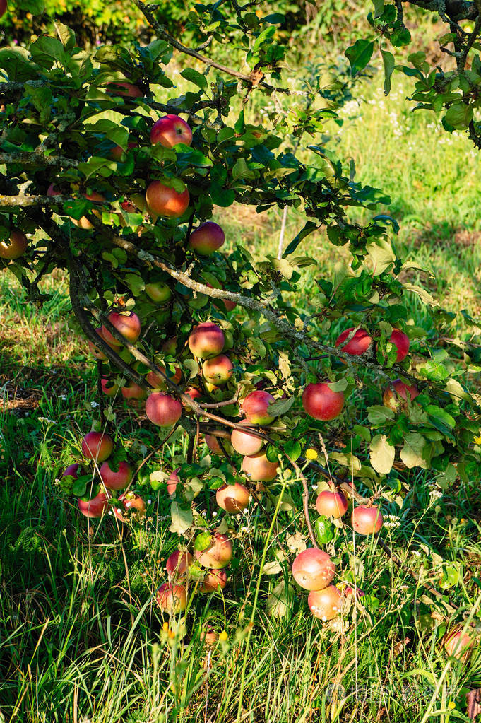 秋天的老式苹果拼写大的苹果生长在树枝上