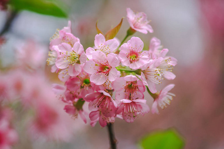在自然界中是美丽的粉红色。12月间在泰国北部开花