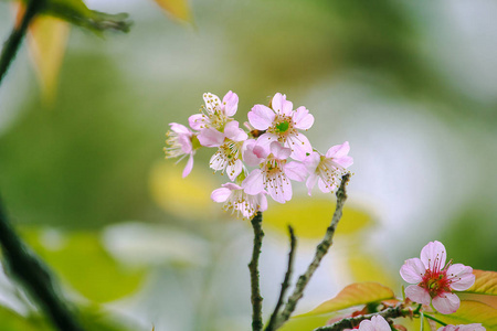 在自然界中是美丽的粉红色。12月间在泰国北部开花