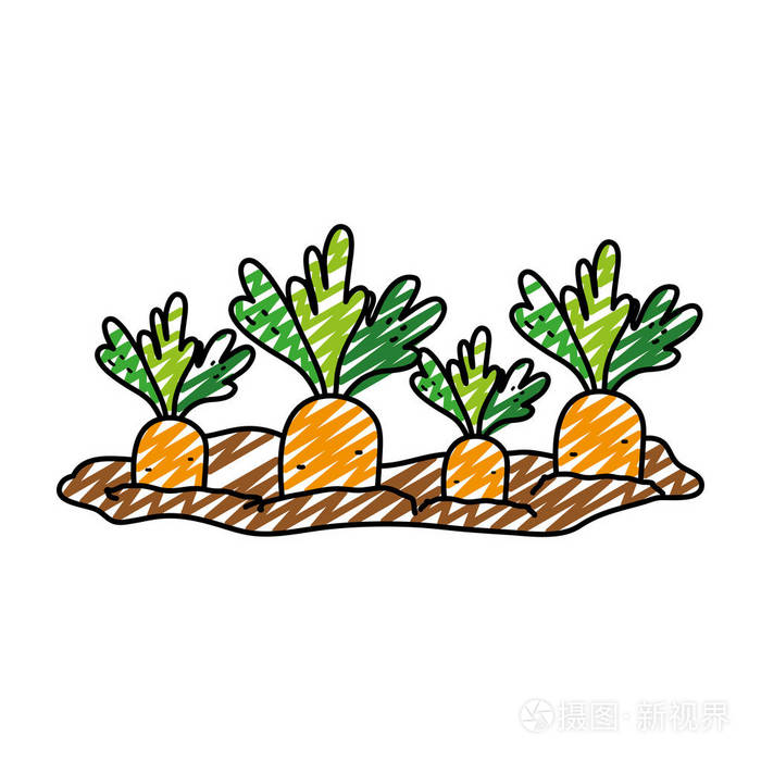 天然胡萝卜栽培种植园产品矢量插图