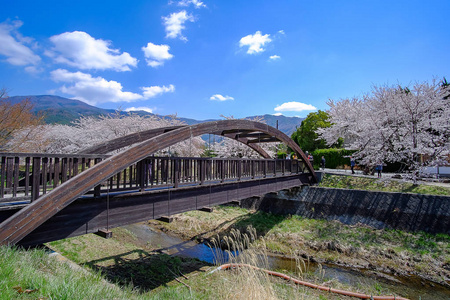 美丽的樱花或粉红色樱花花树在春天的季节在日本山桥的Kawaguchiko湖。地标和受欢迎的旅游景点