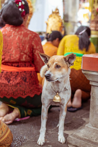 巴厘岛街头狗在巴厘岛婚礼。巴厘岛, 印度尼西亚