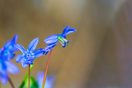 蓝泉雪滴花丛特写