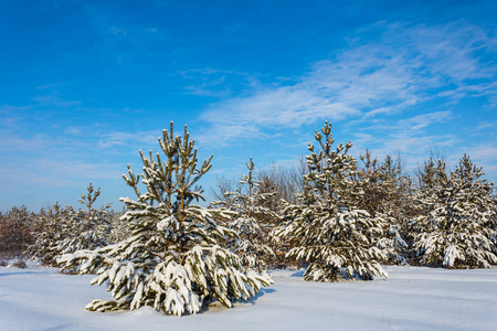 松树林在雪天然的冬季景象