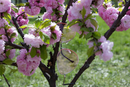 一束粉红色的樱花树。 宏观镜头。