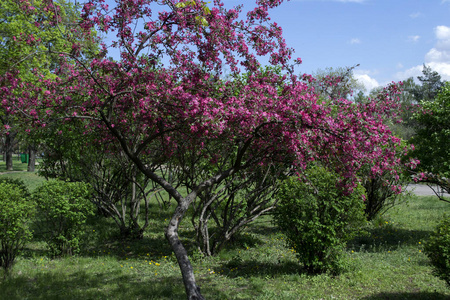 樱花的粉红色花朵。 公园里盛开的树。 春天的自然之美。