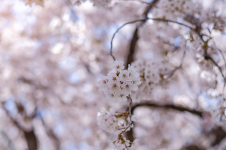 美丽的樱花或粉红色的樱花花树在春天的季节在日本山明子湖。 地标和受欢迎的旅游景点