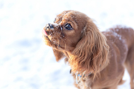 头上有雪的可爱狗