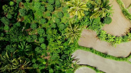 飞越稻田, 绿色4k 无人机画面。巴厘岛, 印度尼西亚