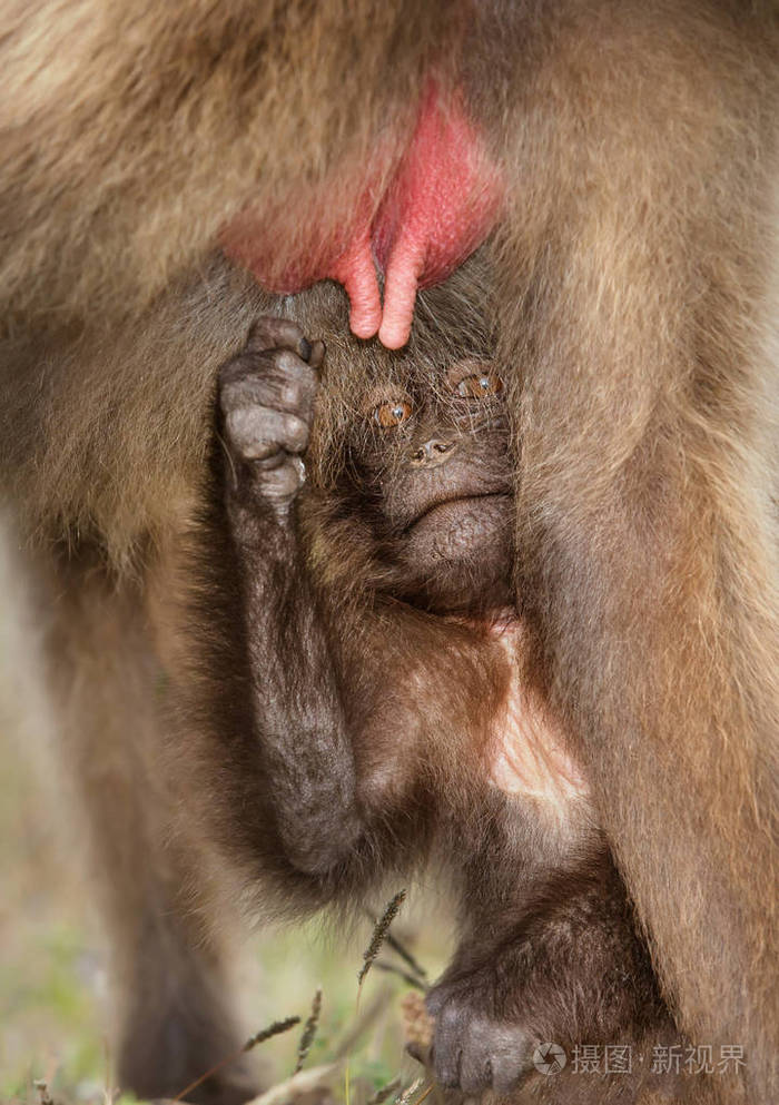 关闭一个婴儿盖拉达猴子哺乳牛奶从他的母亲西米恩山埃塞俄比亚。