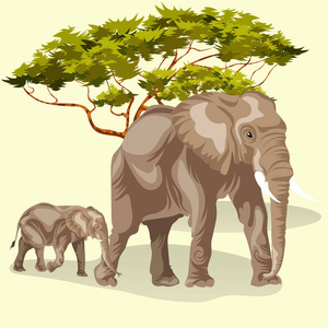 非洲大象的动画片家庭在大草原行走
