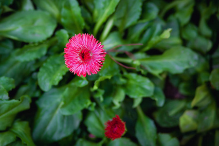 花园里的粉红色花