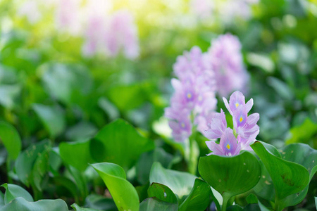 花在河里浇灌风信子。 性质背景概念