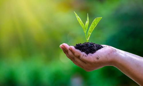 绿背景女手抱树自然田草林保护理念照片