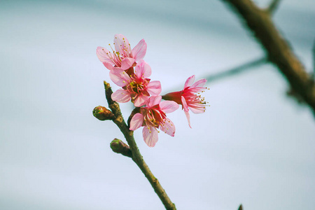 在自然界中是美丽的粉红色。在泰国北部，二月开花。